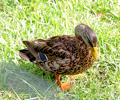 [Side view of a mallard who has only light brown and dark brown feathers in a circular-like fashion. The teal of the head is completely gone although the blue in its wing feathers is visible. Its bill is very yellow.]